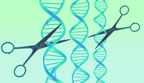 "CRISPR Gene Editing Could Be Key to Treating Inherited Diseases, Study Finds"